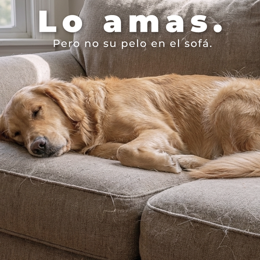 Menos Pelos en Casa desde el Primer Cepillado